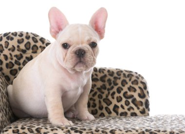 Fransız bulldog köpeği.