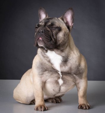 Fransız buldozer oturma