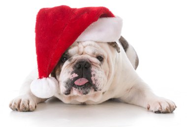 köpek giyen Noel Baba şapkası