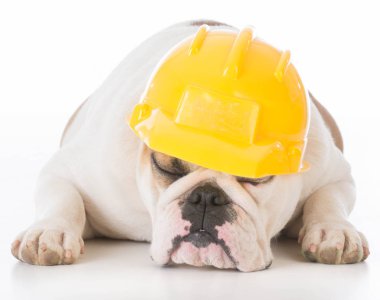 çalışan köpek giyen inşaat şapka