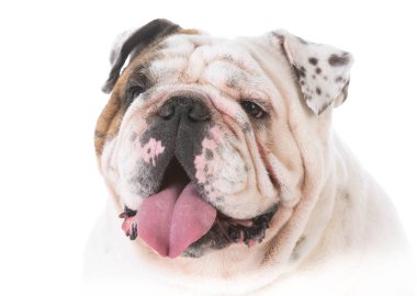 mutlu bulldog portre