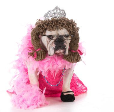 dişi köpek oturan