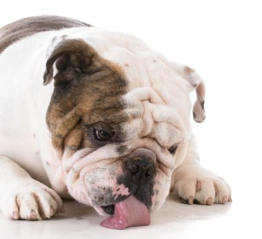 köpek yere yalama