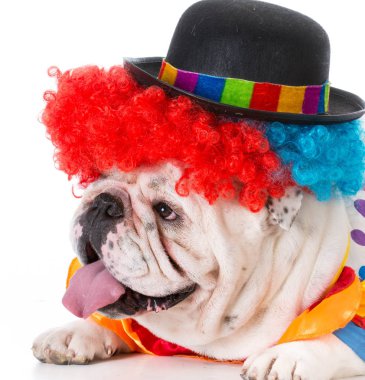 köpek kılığına girmiş bir palyaço gibi