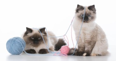 oynayan iki yavru kedi