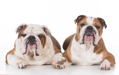 iki köpek bırakmasını