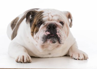 Görüntüleyici arayan köpek