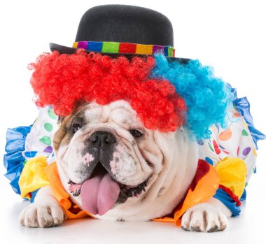 köpek kılığına girmiş bir palyaço gibi