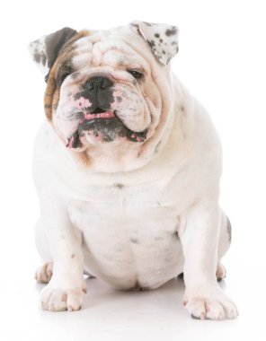 sevimli köpek gülümsüyor