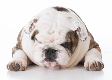 köpek komik ifade ile