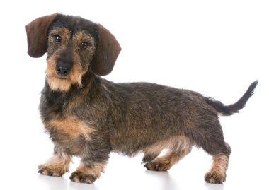 minyatür wirehaired dachshund