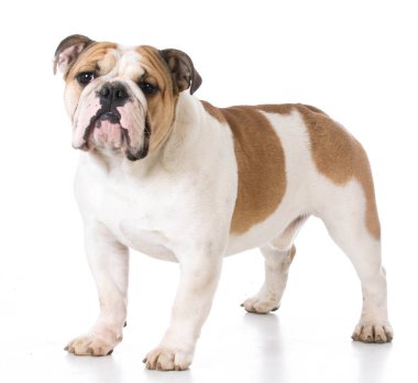 İngilizce bulldog ayakta