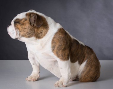 İngilizce bulldog yavrusu