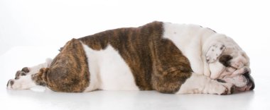 uyku aşağı döşeme köpek