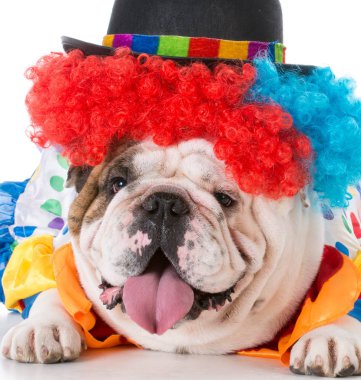 köpek kılığına girmiş bir palyaço gibi