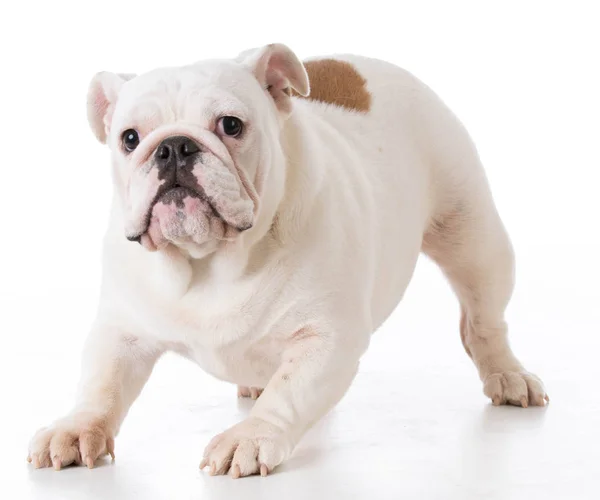 Playful bulldog puppy — Stock Photo, Image