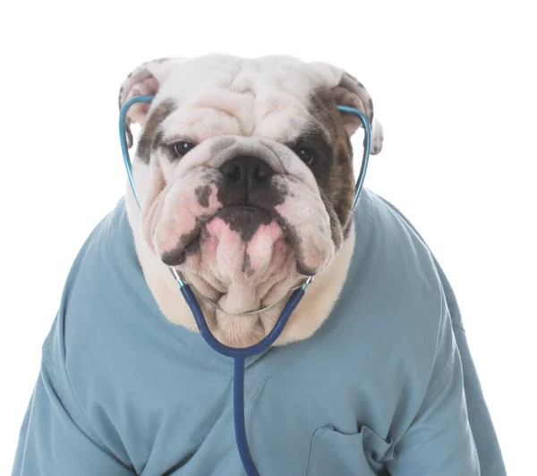 Hund wie Tierarzt angezogen — Stockfoto