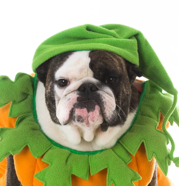 Perro vestido como una calabaza — Foto de Stock