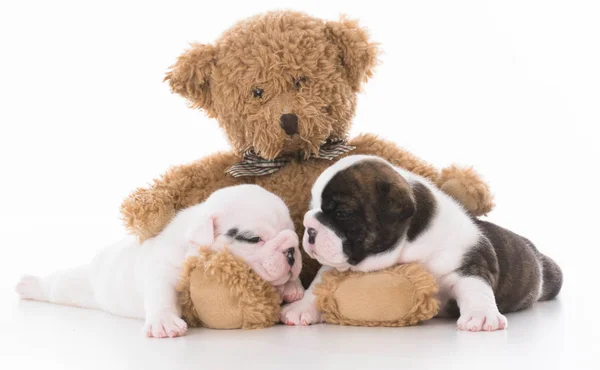 Bulldog puppy love — Stockfoto