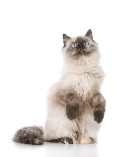 純血種のラグドールの子猫 — ストック写真