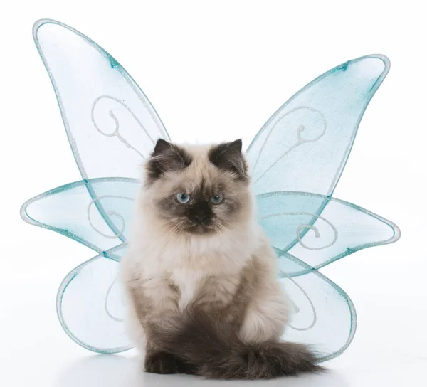翼を持つラグドールの子猫 — ストック写真