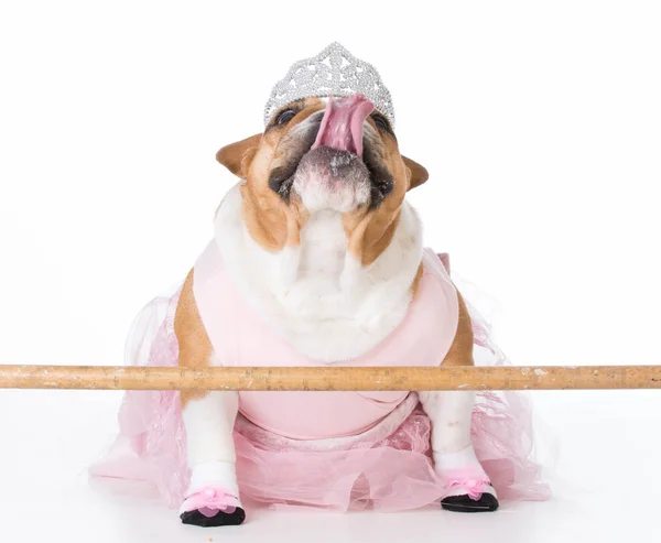 Собака, одягнена як балерина — стокове фото