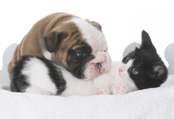 Puppy and kitten love — Stock Photo, Image