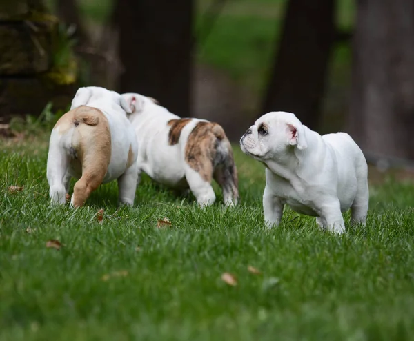 Camada de cachorros fuera —  Fotos de Stock