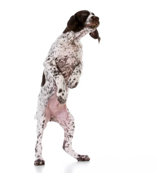 Carino cucciolo in piedi — Foto Stock