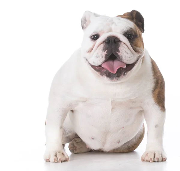 Mutlu bulldog köpek yavrusu — Stok fotoğraf