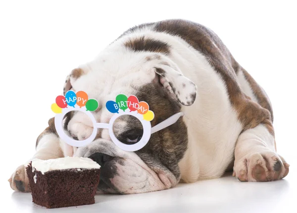 Dog wearing birthday glasses sniffing cake — Stock Photo, Image