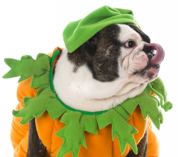 Cane vestito come una zucca — Foto Stock