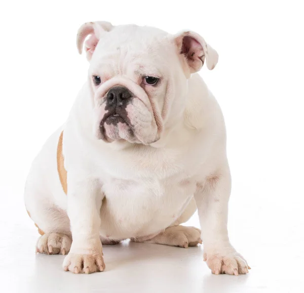 Bulldog cachorro sentado — Fotografia de Stock