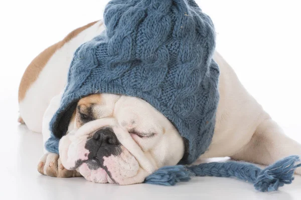 Bulldog giyen kış şapka — Stok fotoğraf