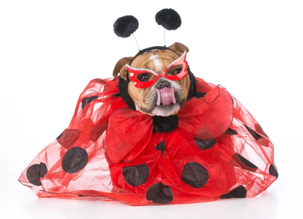 Dog dressed like a ladybug — Stock Photo, Image