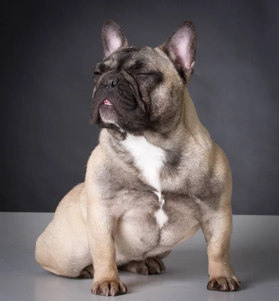 Bouledogue français assis — Photo