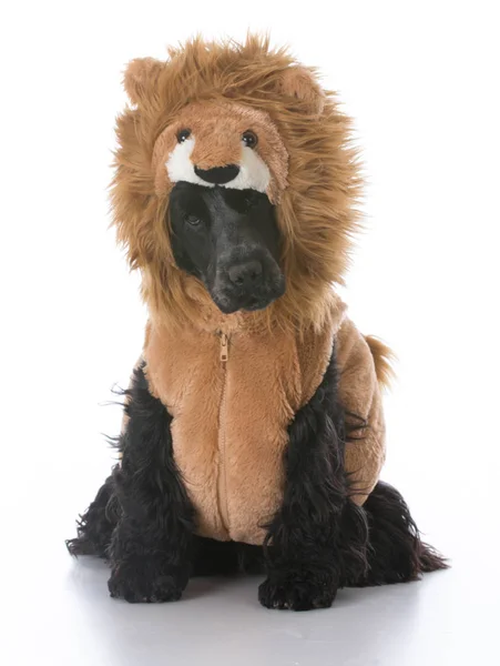 English cocker spaniel wearing lion costume — Stock Photo, Image