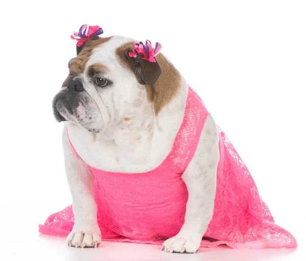 Female english bulldog — Stock Photo, Image