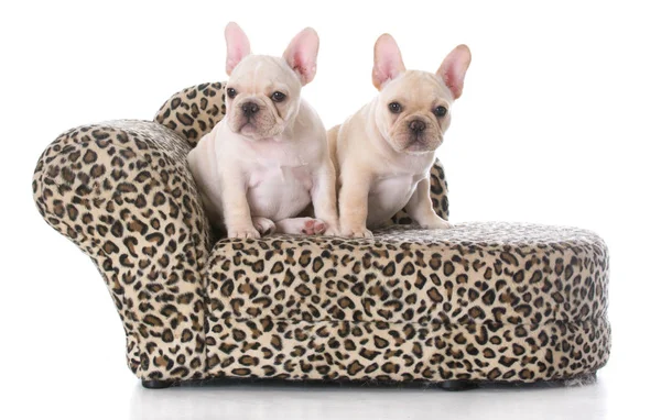 Twee Franse bulldog pups — Stockfoto