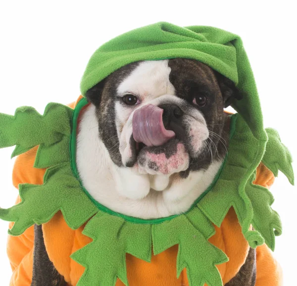Dog dressed like a pumpkin — Stock Photo, Image
