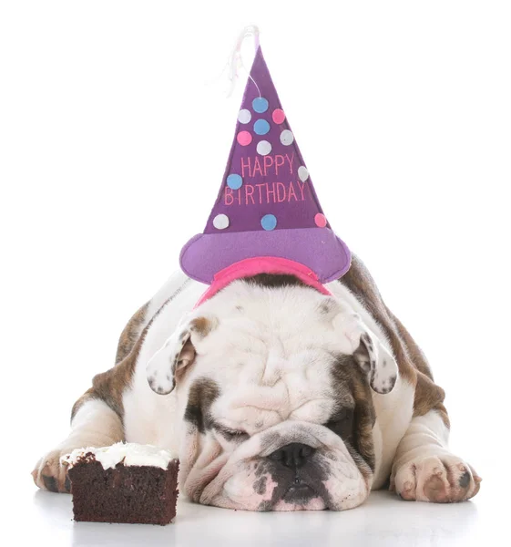 Cane che indossa cappello di compleanno — Foto Stock