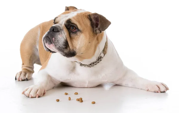 Dog laying with dog treats — Stock Photo, Image