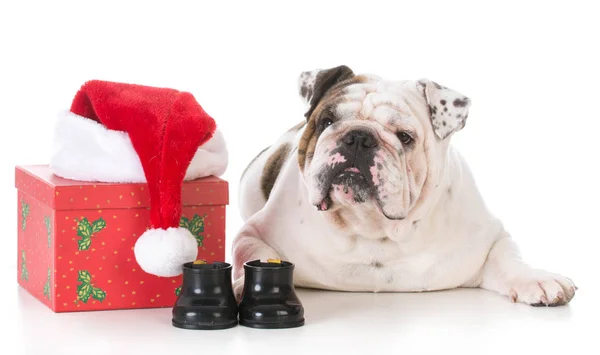 Jul hund med nuvarande — Stockfoto