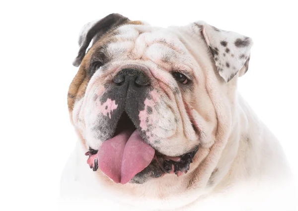 Glad bulldog porträtt — Stockfoto