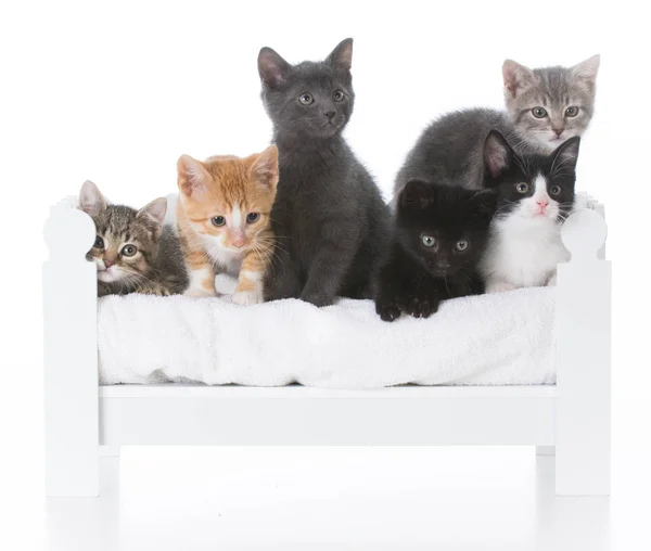 Litter of kittens — Stock Photo, Image