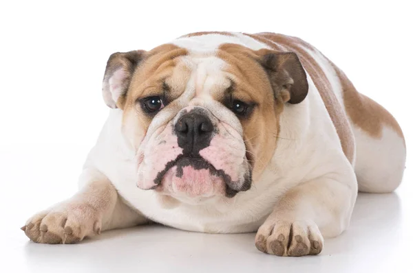 Bulldog inglés acostado —  Fotos de Stock