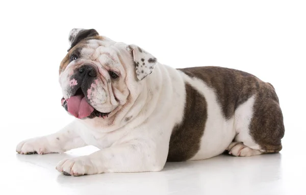 Mannelijke bulldog vaststelling — Stockfoto