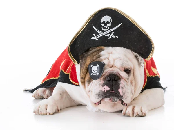 Dog dressed up like a pirate — Stock Photo, Image
