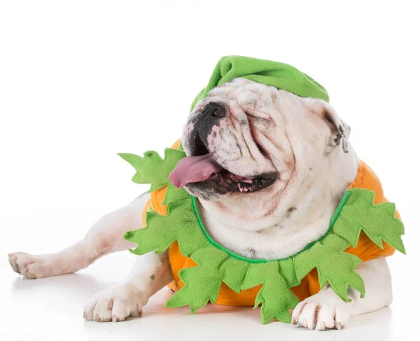 Perro vestido como una calabaza —  Fotos de Stock