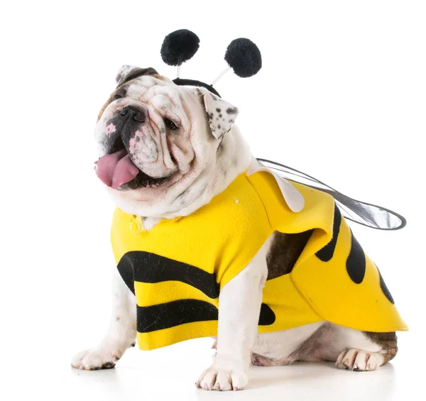 Bir arı gibi giyinmiş köpek — Stok fotoğraf